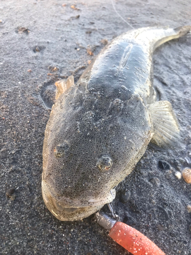 マゴチの釣果