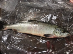 アキアジの釣果