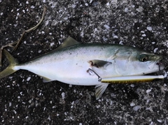 イナダの釣果