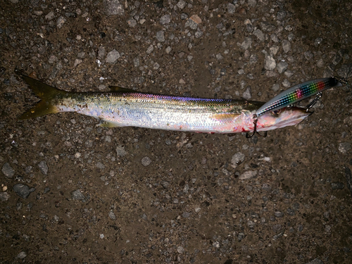 カマスの釣果