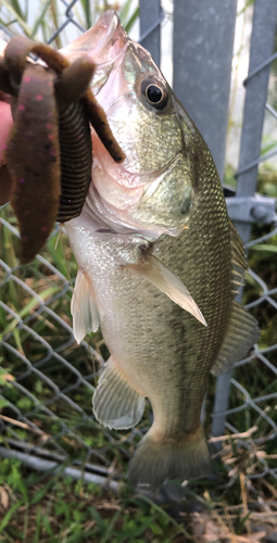 ラージマウスバスの釣果