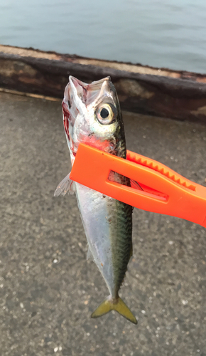 サバの釣果