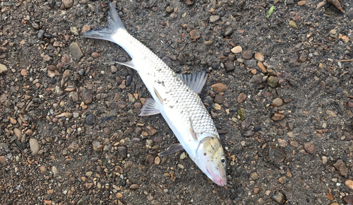 コイの釣果