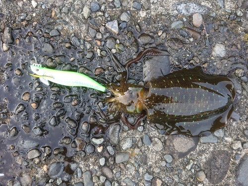 アオリイカの釣果