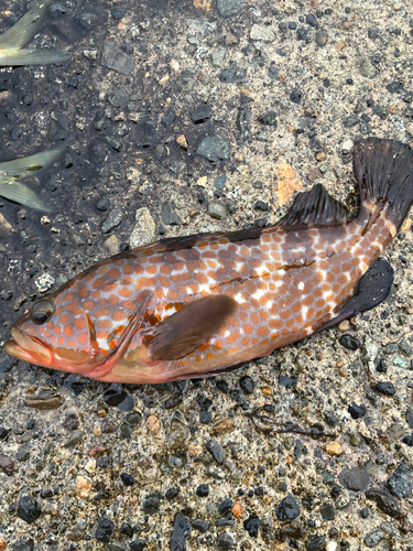 キジハタの釣果