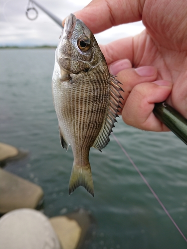 釣果