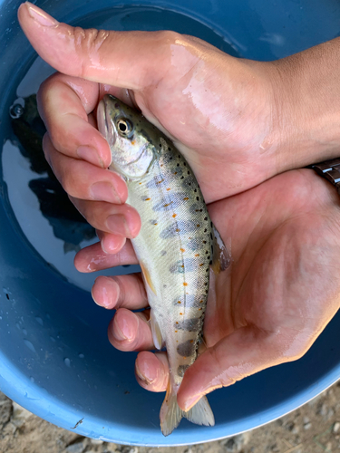 アマゴの釣果