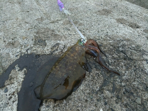 アオリイカの釣果