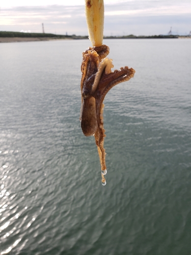 イイダコの釣果