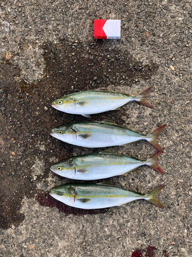 ツバスの釣果