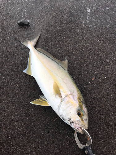 ショゴの釣果