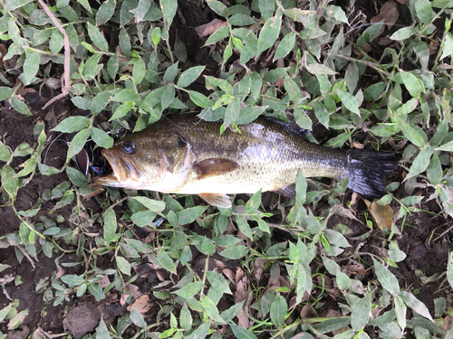 ブラックバスの釣果