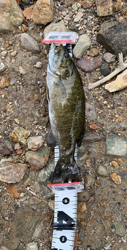 スモールマウスバスの釣果