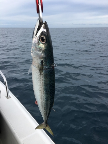 ゴマサバの釣果