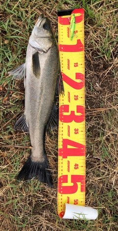 シーバスの釣果