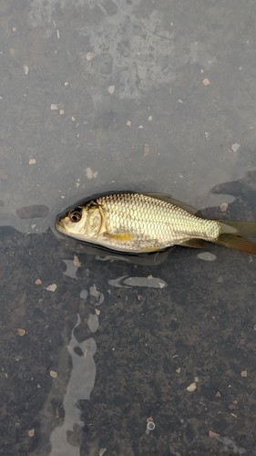 ギンブナの釣果