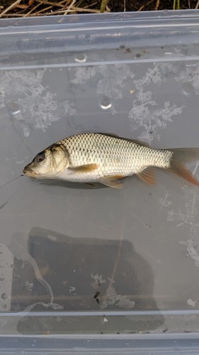 コイの釣果