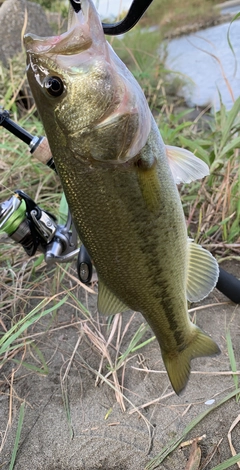 ラージマウスバスの釣果