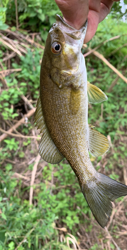 スモールマウスバスの釣果