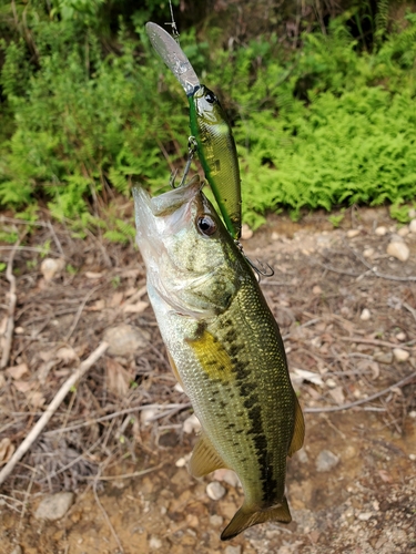 ラージマウスバスの釣果