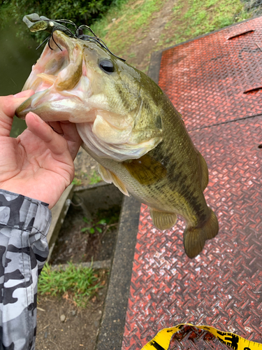 ラージマウスバスの釣果