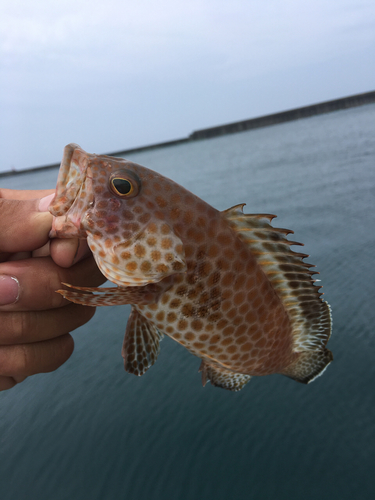 オオモンハタの釣果