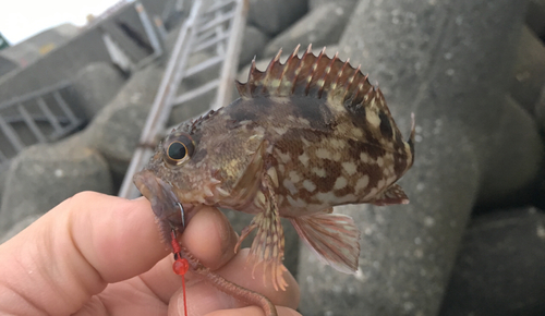 カサゴの釣果