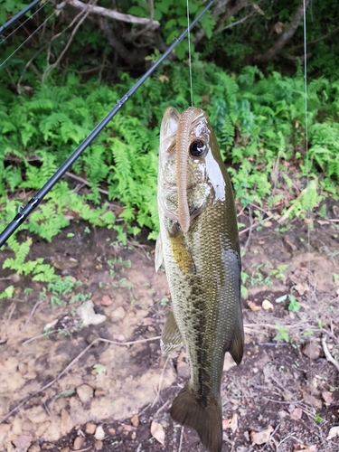 ラージマウスバスの釣果