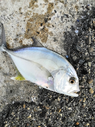 シマアジの釣果