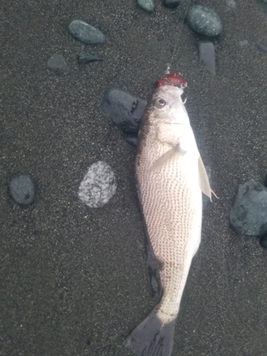 ニベの釣果