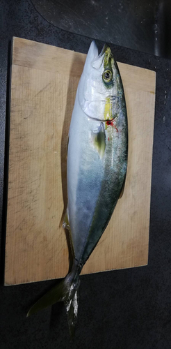 ツバスの釣果