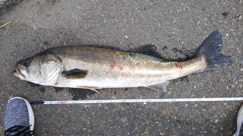 スズキの釣果