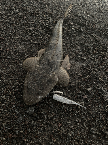 マゴチの釣果