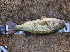 ブラックバスの釣果