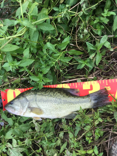 ブラックバスの釣果