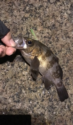 メバルの釣果