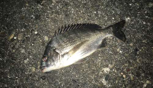 クロダイの釣果