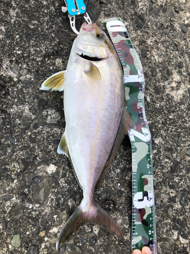 ショゴの釣果