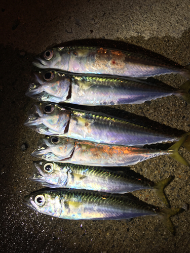 サバの釣果