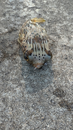 ハリセンボンの釣果