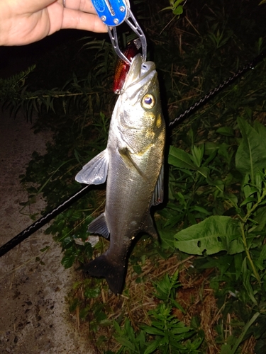 フッコ（マルスズキ）の釣果