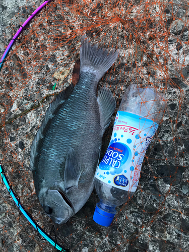 クチブトグレの釣果