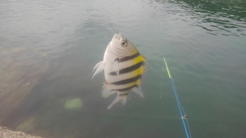 オヤビッチャの釣果