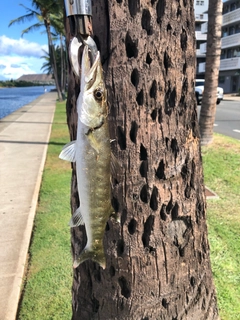 オニカマスの釣果