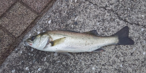 セイゴ（マルスズキ）の釣果