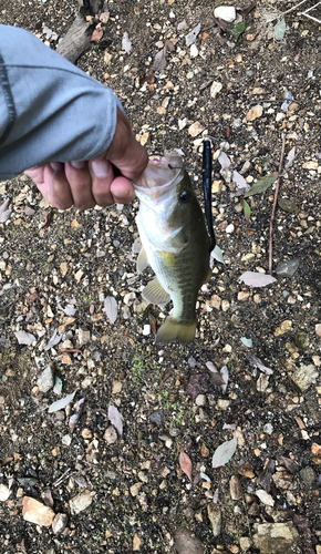 ラージマウスバスの釣果