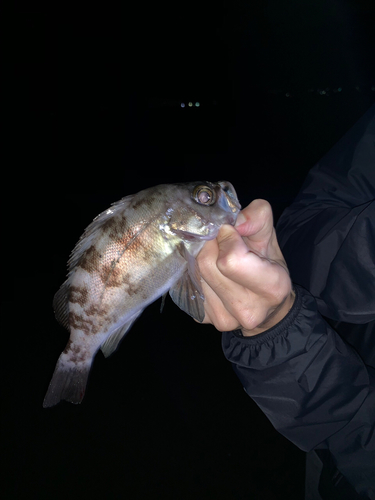 シロメバルの釣果