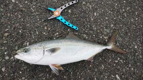 ハマチの釣果