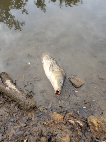 釣果