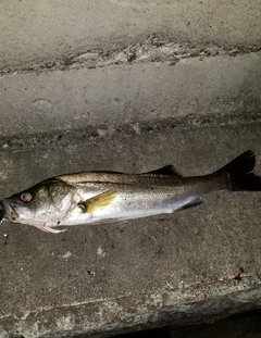 フッコ（マルスズキ）の釣果